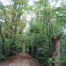 Englischer Wald