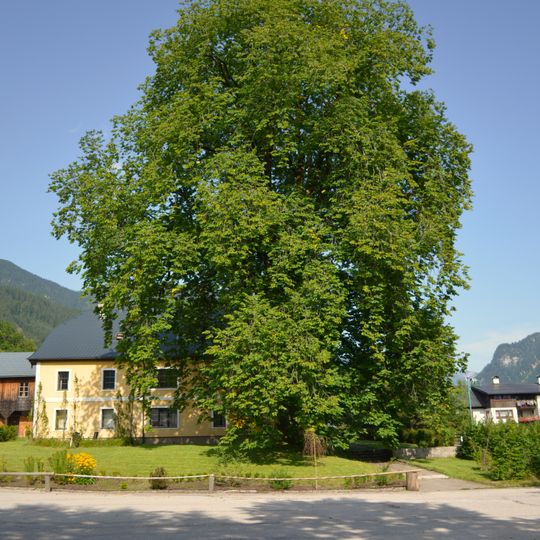 Bergulme in Gosau