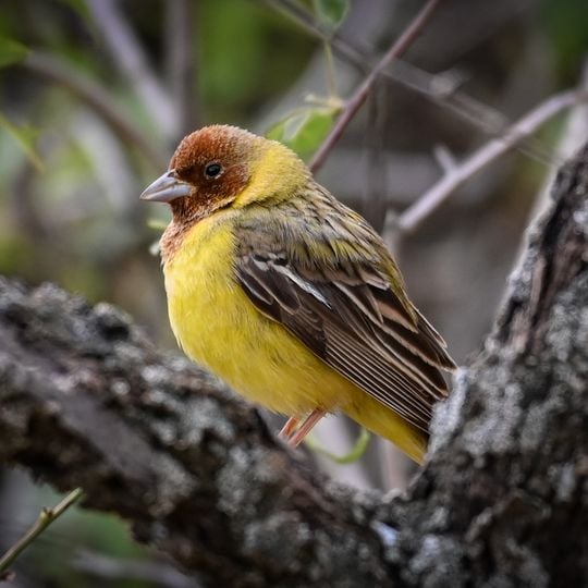 Riserva naturale di Tigrovaya Balka