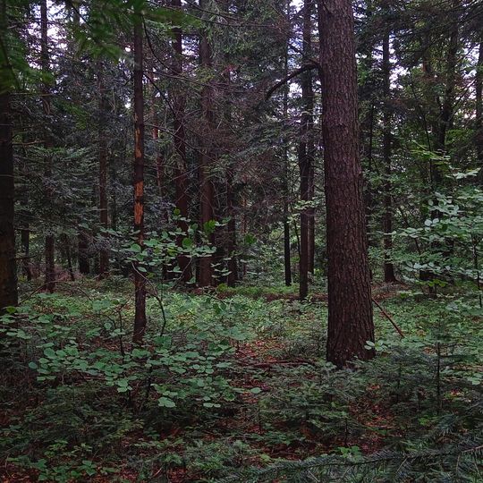 Rezerwat przyrody Las Gościbia