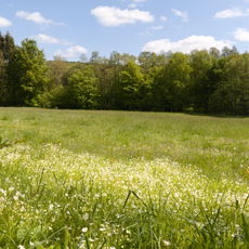 Bruchwiesen bei Salz