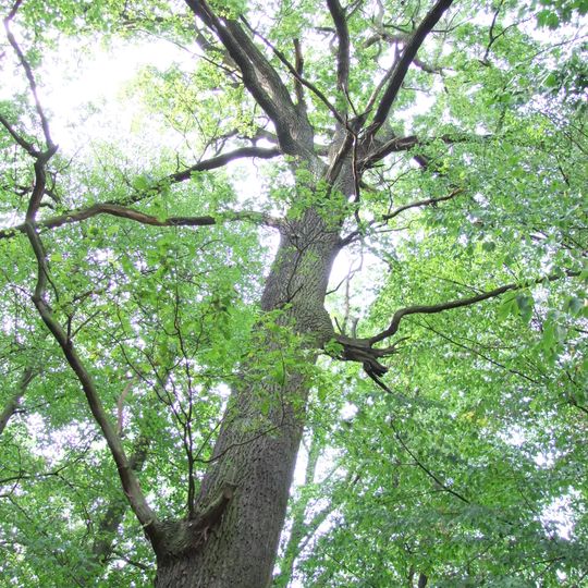 Dub u Mlýnského potoka