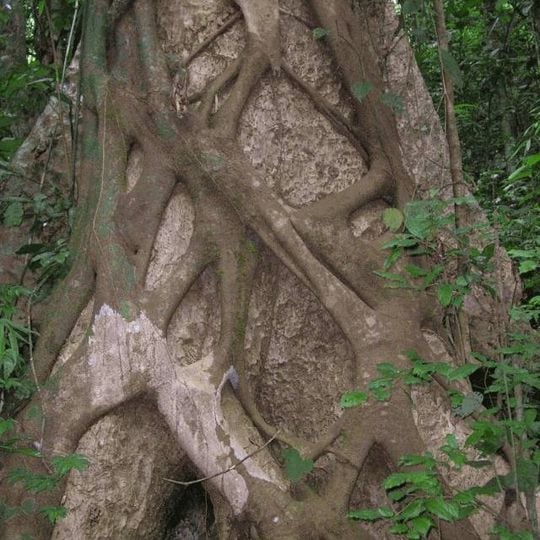 Tropical Botanical Garden and Research Institute
