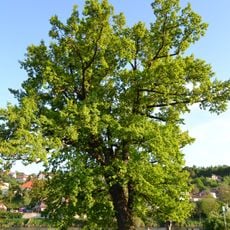 Dub letní na hrázi Libockého rybníka