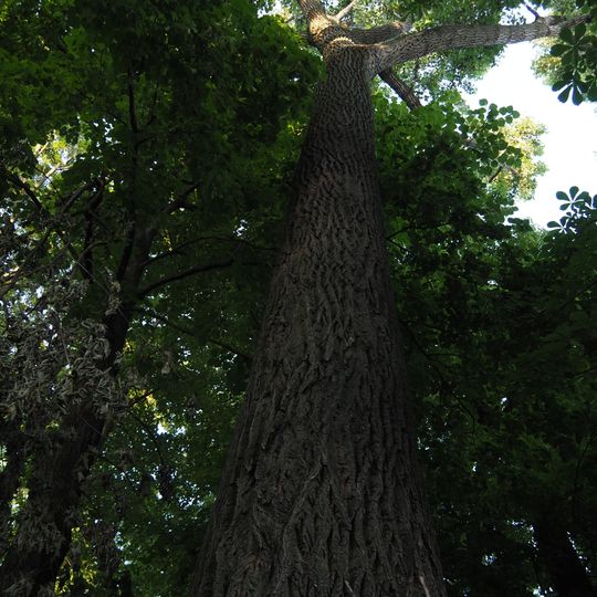 Stiel-Eiche Hönower Straße 10/12