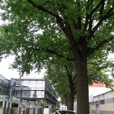 Stieleichen in der Nordstraße