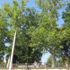 Alberteiche am Waldschlößchen