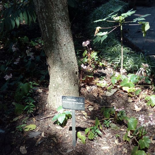 Jardín botánico de Guatemala