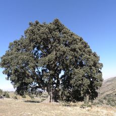 Encina de la Peana