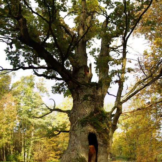 Tülivere Oak