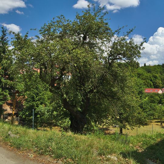 Hrušeň u Podhradského rybníka