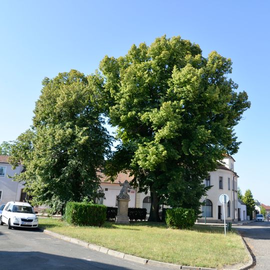 Tilia cordata and Tilia platyphylla in Lysá nad Labem