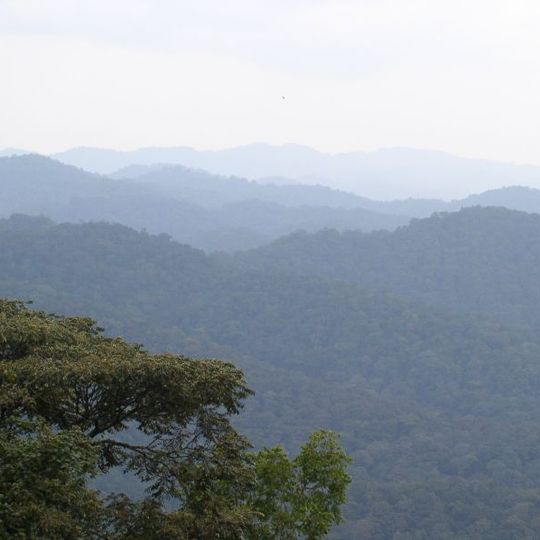 Albertine Rift montane forests