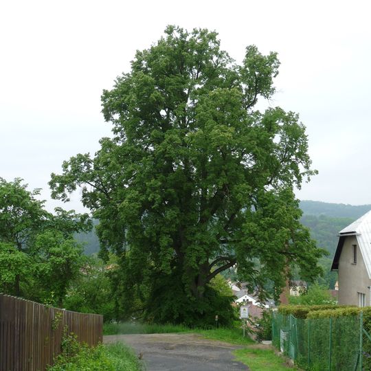 Jírovec v Černičí