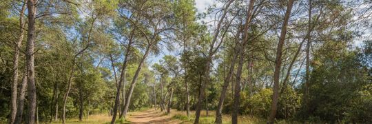 Massimo Cilloni Profile Cover