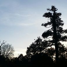 Buchen- und Eichenwälder in der Göhrde (mit Breeser Grund)