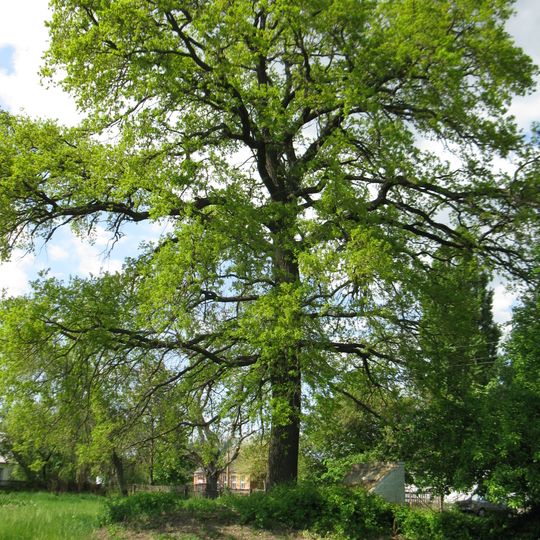 Quercus Robur, Lokhvytsia
