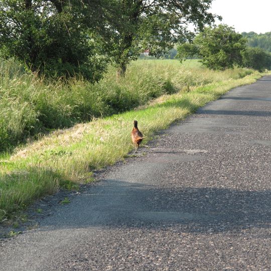 Rožďalovické rybníky