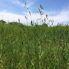 Sandgrasheide Pettstadt