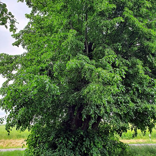 Lime tree at the cemetery Leipnitz