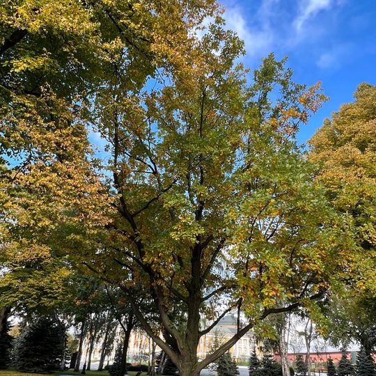 Дуб «Космос»