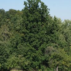 Dub u Dolního Chlumu