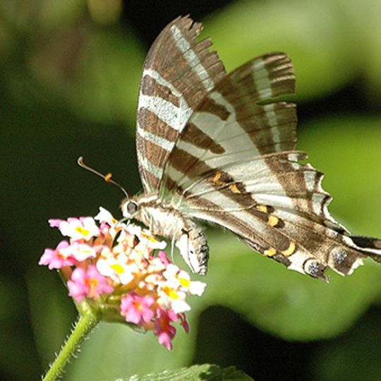 Forty Mile Scrub National Park
