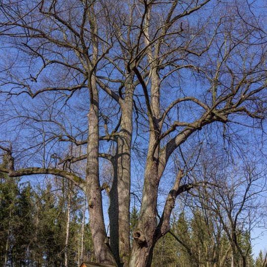 Lípa pod Krušnou horou