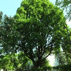 Maksymilian Goldberg Oak in Warsaw