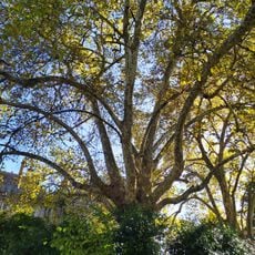 Árvore isolada em Jardins do Paço dos Duques de Bragança