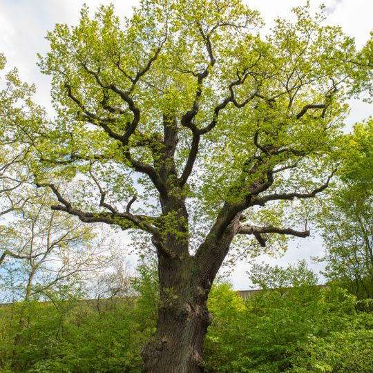 Stiel Eiche Schilfteich Frankenberg