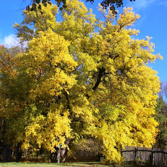 Mezhyritska Shovkovytsia