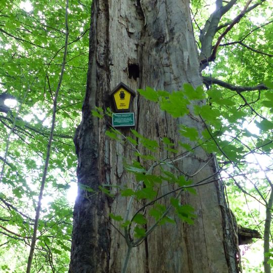 Naturdenkmal Rotbuche Tännichtstraße Rochwitz