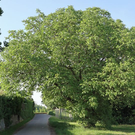 Walnußbaum Gew. Krötlach