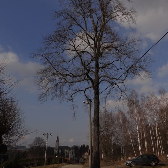 Chrastavský liliovník