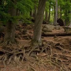 Naturschutzgebiet Felsberg bei Reichenbach