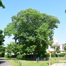 Naturdenkmal Seegefelder Weißesche