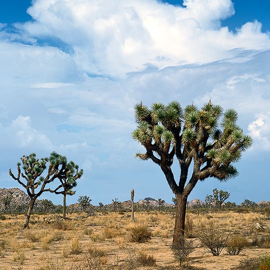 Mojave Desert