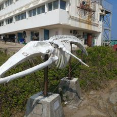 Whale Bone
