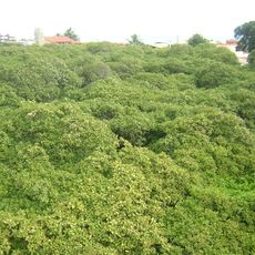 World's Largest Cashew Tree