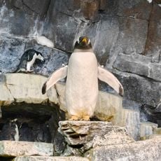 Penguin Trek
