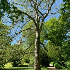 ND Platane Waldenburg