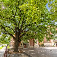 Oak in Kaposvár