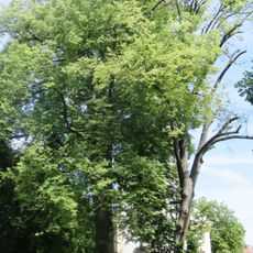 Lípy u kostela v Kunicích