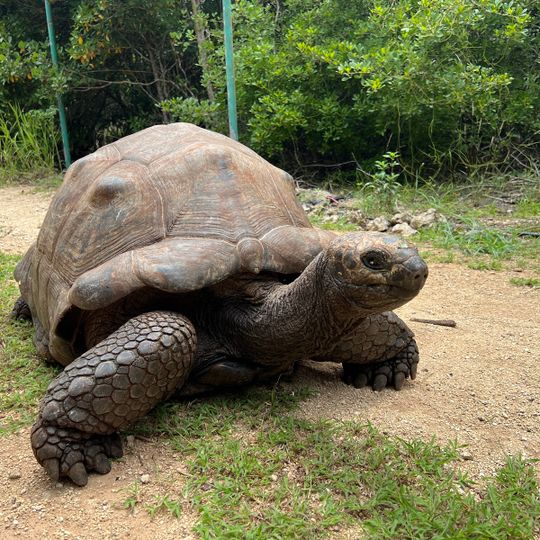 Jozani Sea Turtle and Tortoise Sanctuary