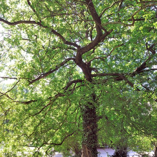Feld-Ahorn Treptower Park