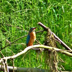 Elstertal zwischen Greiz und Wünschendorf