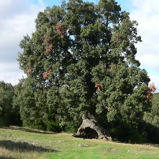 Three-Legged Spanish Oak of Mendaza