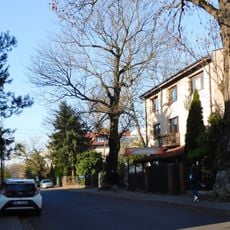 Jesion wyniosły przy ulicy Obrońców Pokoju 12