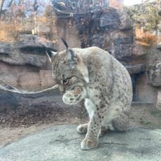 猛獣村